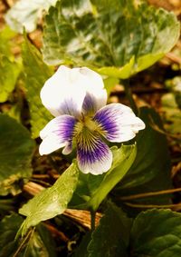 Close-up of purple flower blooming outdoors