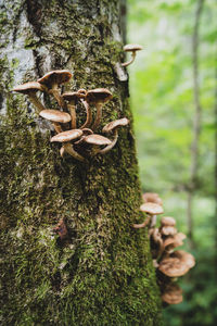 Close-up of mushrooms growing on tree trunk