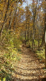 Road passing through forest