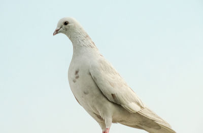 Close-up of bird against clear sky