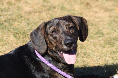 Close-up of dog sitting on grass