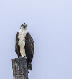 Low angle view of owl perching against clear sky