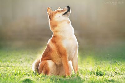 View of a dog sitting on field