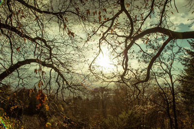 Bare trees against sky