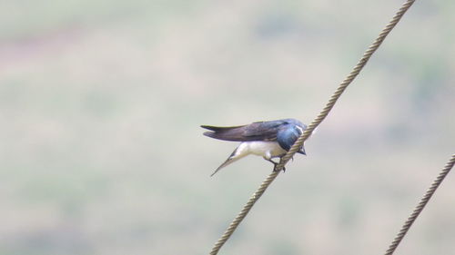 Close-up of bird perching outdoors