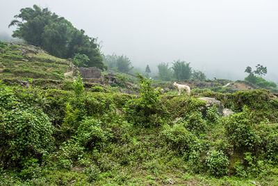 View of an animal on landscape