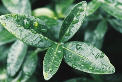 Close-up of raindrops on leaves