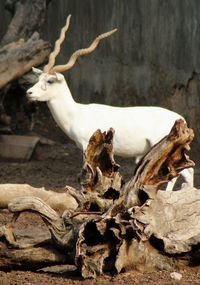 Close-up of deer