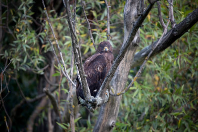 Bird perching on a tree