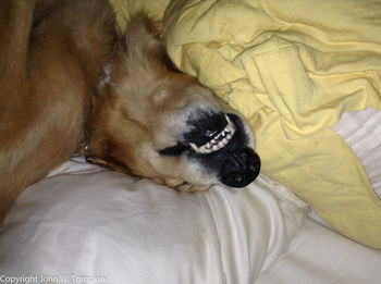 Dog sleeping on bed