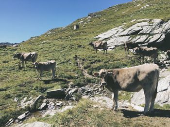 Cows grazing on field against clear sky