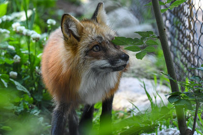 Close-up of a cat looking away