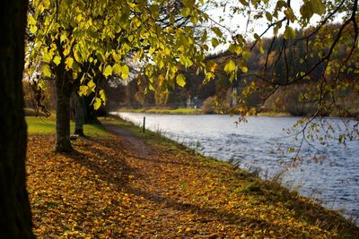 Scenic view of trees during autumn