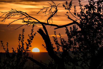 Silhouette trees against orange sky during sunset