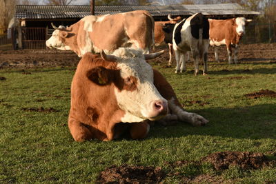 Cows in a field