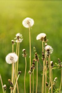 Close-up of wilted dandelion flower on field