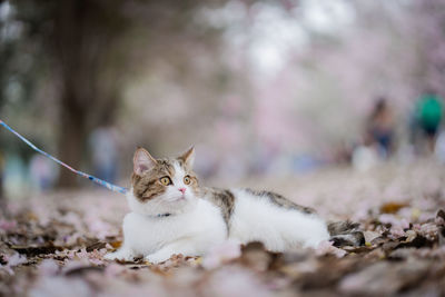 White brown scottish cat travel outdoor with pink flower in springtime season