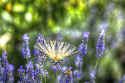 Close-up of butterfly pollinating on purple flower