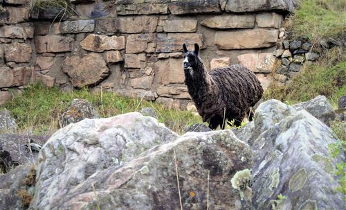 Portrait of elephant perching on rock against brick wall