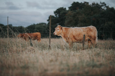 Cow on field against sky