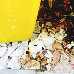 Close-up of yellow flowers