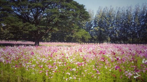 View of flowers growing in field