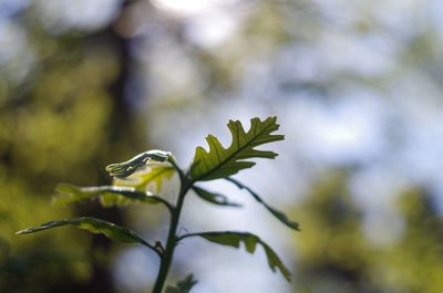 Close-up of fresh green plant