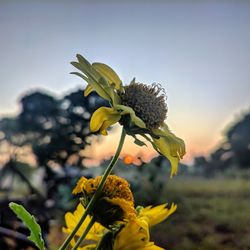 Close-up of yellow flowering plant on field against sky