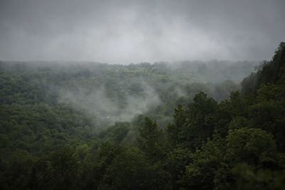 Trees in forest against sky