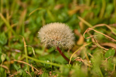 Close-up of dandelion flower on field