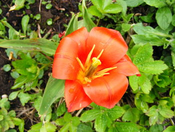 Close-up of orange flower