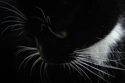 Close-up of caterpillar on black background