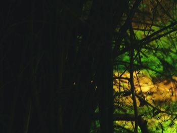 Close-up of trees in forest at night