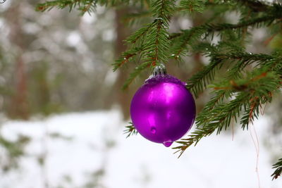 Close-up of christmas decoration hanging on tree