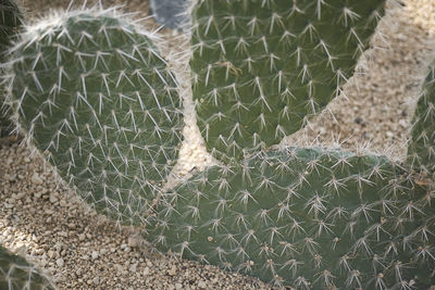Full frame shot of succulent plant