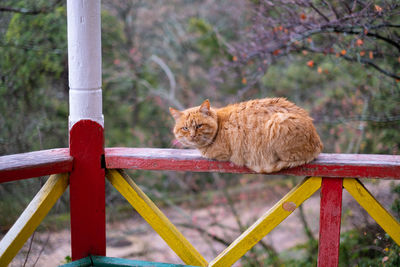 Close-up of cat on fence