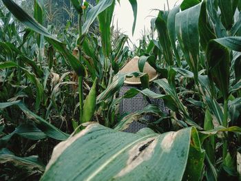 Close-up of crops growing on field