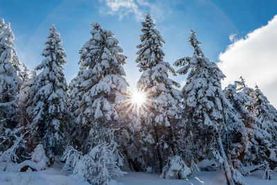 Low angle view of snow covered trees against sky