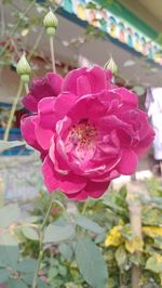 Close-up of pink rose