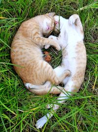 High angle view of cat sleeping on field