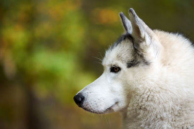 Siberian husky portrait close up, siberian husky face, sled dog breed. husky dog muzzle outdoor