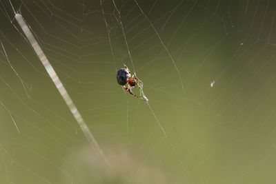 Spider on web