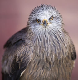 Close-up portrait of owl