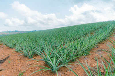 Scenic view of agricultural field against sky