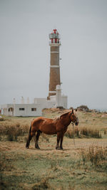 Horse standing on field against sky