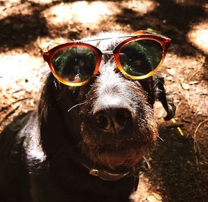 Close-up portrait of dog on sunglasses