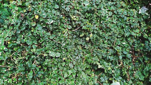 Full frame shot of ivy growing on land