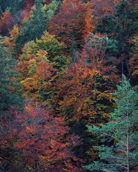 Trees in forest during autumn