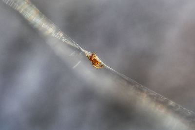 Close-up of tiny spider on web