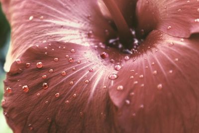 Close-up of wet flower petal